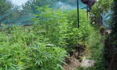 U vrtu u Maloj Buni uzgajao marihuanu