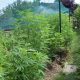 U vrtu u Maloj Buni uzgajao marihuanu