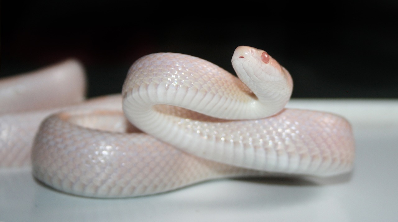 albino zmija