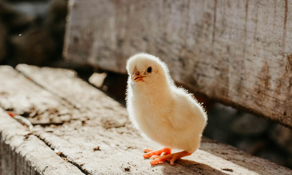 Adorable fluffy chick standing on wooden surface in sunlight. Perfect for spring themes.