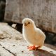 Adorable fluffy chick standing on wooden surface in sunlight. Perfect for spring themes.
