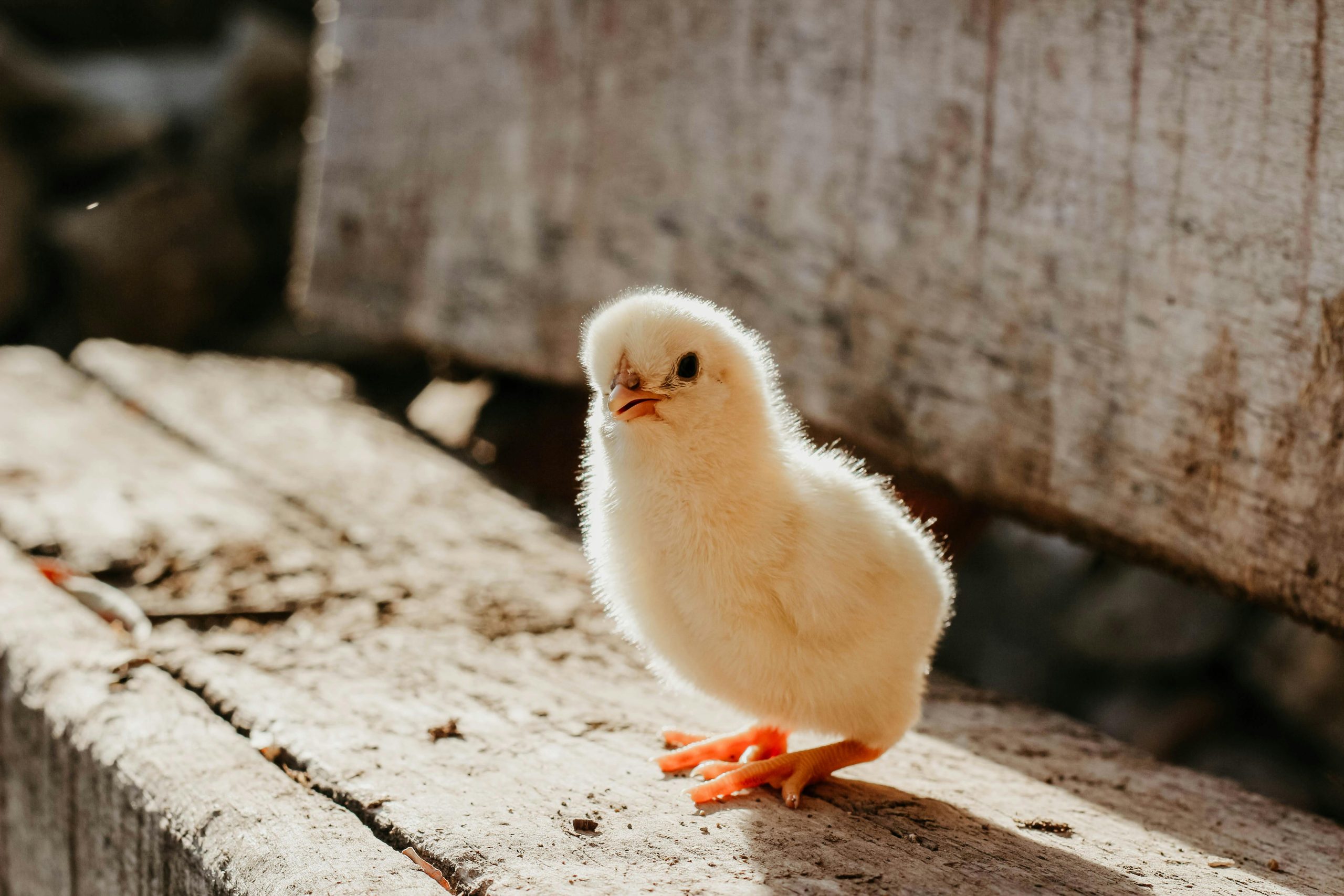 Adorable fluffy chick standing on wooden surface in sunlight. Perfect for spring themes.